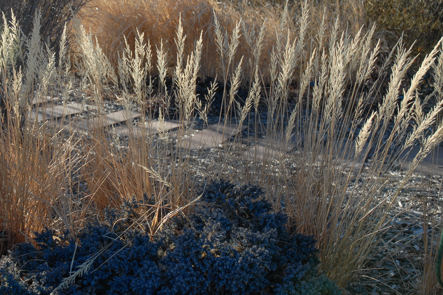 Korean Feather Reed Grass